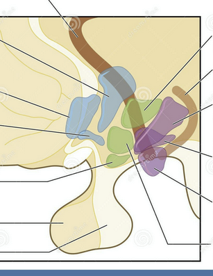 <p>Arcuate nucleus</p>