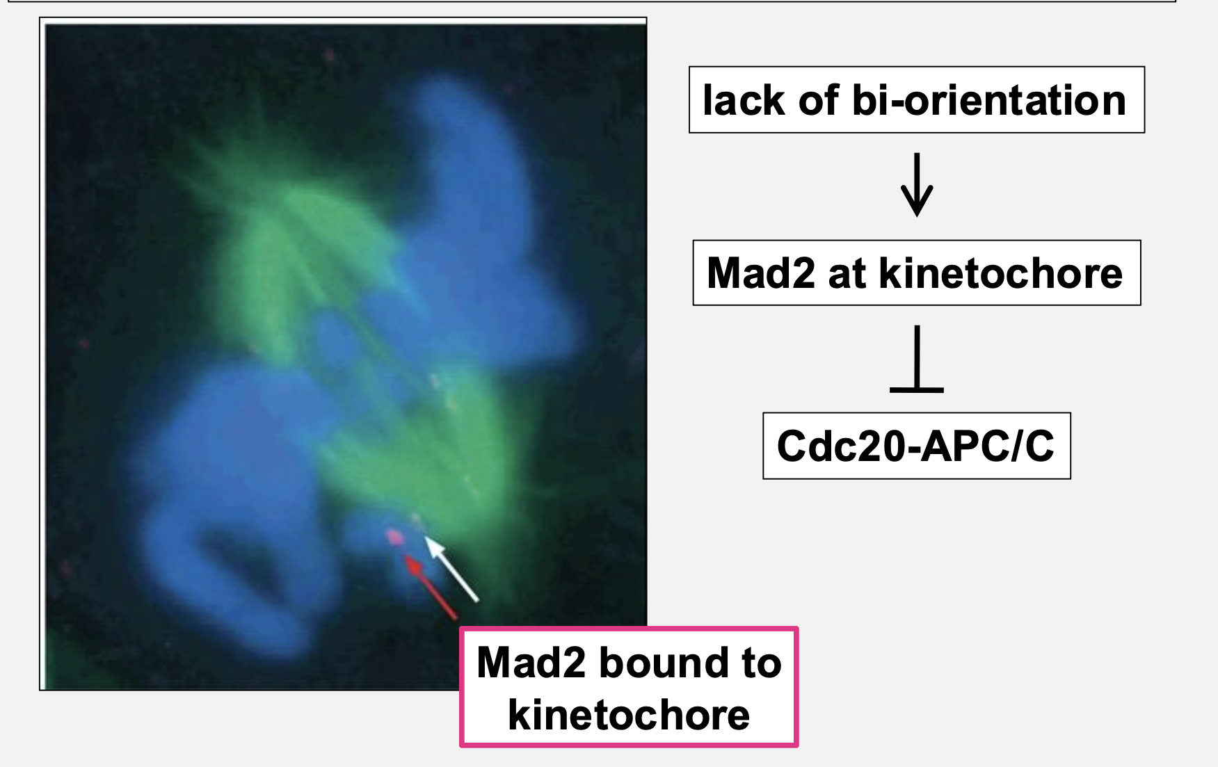 <p>Mad2 inhibits Cdc20‑APC/C when kinetochores are unattached</p>
