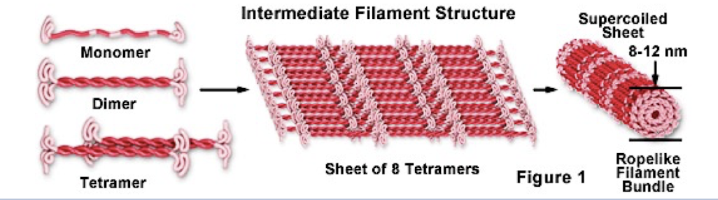 <ul><li><p>only found in cells of some animals (like vertebrates)</p></li><li><p>reinforce cell shape and fix organelles in place (anchor nucleus)</p></li><li><p>formation of nuclear lamina</p></li><li><p>more permanent cytoskeleton elements that other 2</p></li></ul><p></p>