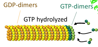 <p>GTP-Tubulin Dimer = </p>