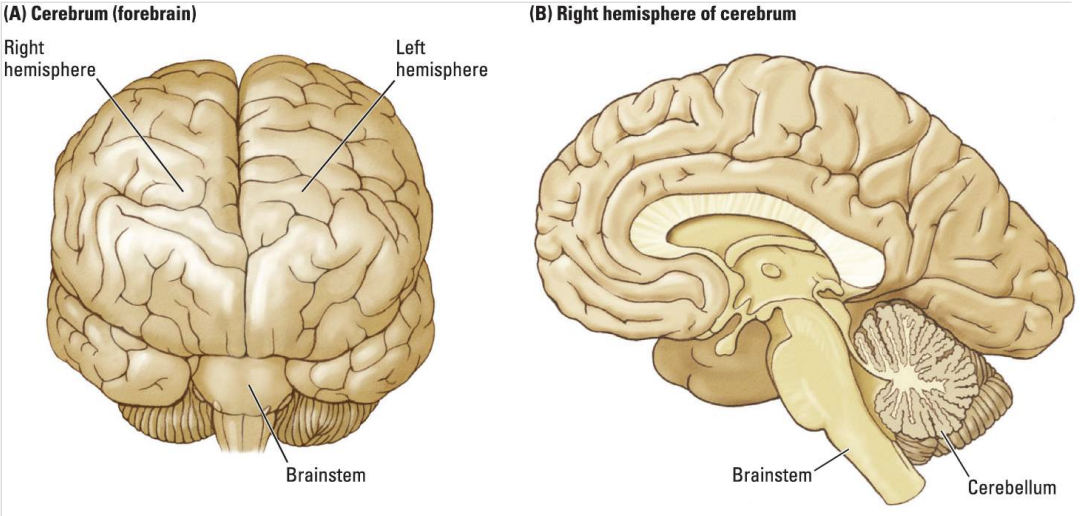 <ul><li><p>The cerebellum is specialized for learning and coordinating movements</p></li></ul><p></p>