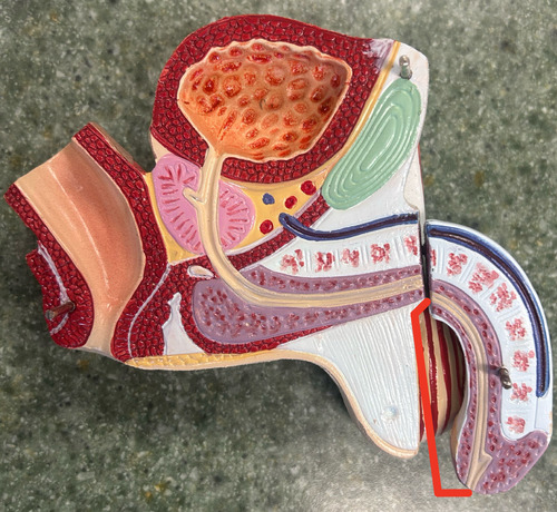 <p>the last and longest part of the urethra located in the body of the penis</p>