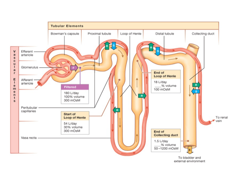 <p>Secretion occurs at 3 sites in the nephron</p>