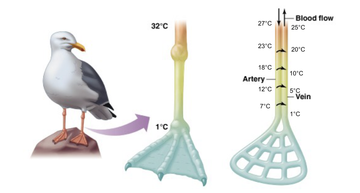 <ul><li><p>countercurrent exchange</p><ul><li><p>blood flows out through arteries (warm blood), vein is coming back from feet (cold blood), countercurrent allows for heat exchange to blood in the vein can warm up before it gets to the core of the body. blood in artery will cool by the time it gets to the feet, minimizing heat lost to the environment</p></li><li><p>continual exchange</p></li></ul></li></ul><p></p>