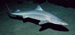 <p>shy shark</p>