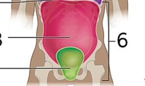 <p>(abdominopelvic) urinary bladder, reproductive organs, and rectum </p>