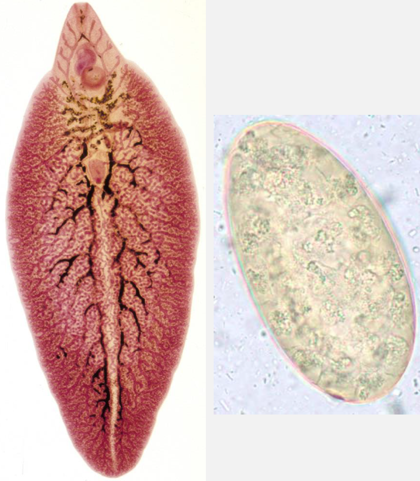 <p>This is an example of an adult and egg of a ___</p>