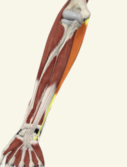 <p>flexor carpi ulnaris Actions</p>