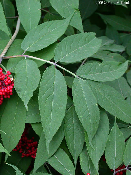 <p>Sambucus racemosa</p>