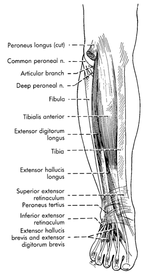 <p><strong>fibularis longus and brevis: </strong>actions, innervation, blood supply </p>