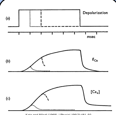 <p><span style="font-family: "Helvetica Light";">&nbsp;- they found that the the calcium concentration built up in the presynaptic terminal over time.</span></p>