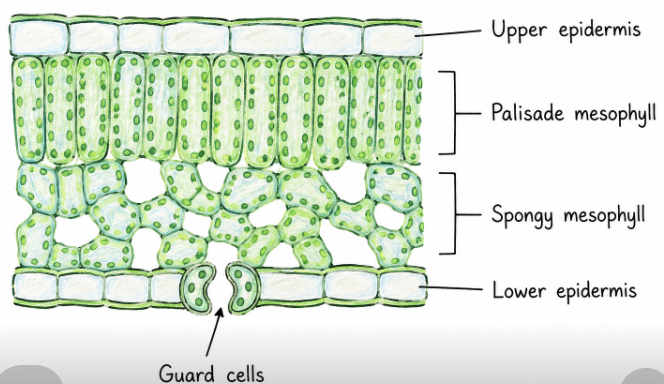 knowt flashcard image