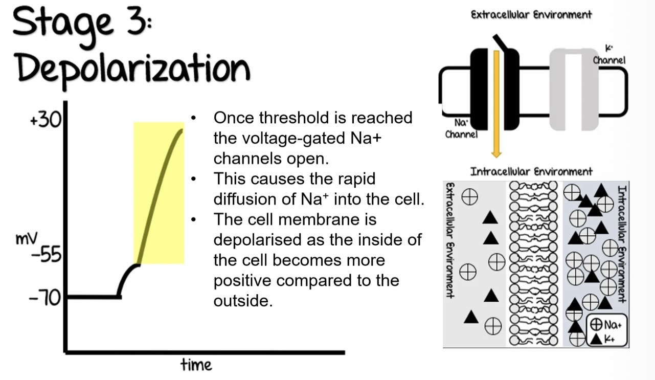 <ul><li><p>Once threshold is reached the voltage-gated Nat channels open.</p></li><li><p>This causes the rapid diffusion of Nat into the cell.</p></li><li><p>The cell membrane is depolarised as the inside of the cell becomes more positive compared to the outside.</p></li></ul><p></p>