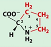 <p>nonpolar. amino acid with least conformational freedom due to ring</p>