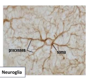 <p>Neuroglia : Function : Neuroglia supports, protects, and nourishes neurons.</p>
