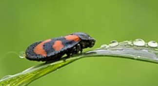 <p>What is the name of this bug?</p>