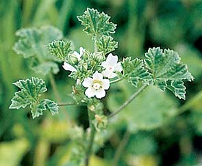 <p>Identify the weed</p>