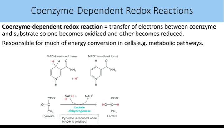 <p>transfer of e between coenzyme and substrate so one is ox and other gets red</p><ul><li><p>responsble for muc of energy converion in cells like metabolic pathways</p></li><li><p>fadh and nadh reactions</p></li></ul><p></p>