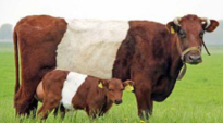 <p>welk type koe is dit</p>