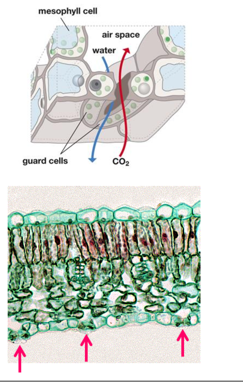 <p>The function of stomata is to</p>