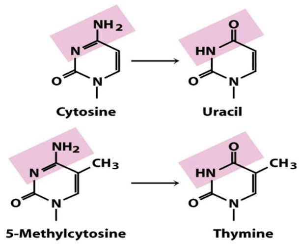 <p><strong>Deamination</strong> of C → U and 5-meC → T; Most common, spontaneous</p><p>Common chemicals like Sodium Nitrate/ite</p><p>Contained in preservatives, tobacco, cosmetic products, gastric juices, even veggies like spinach; Our repair systems are so good it doesn’t affect us</p><p>Recall: 5-meC can be found on CpGs (2.2), considered a mutation hotspot</p>