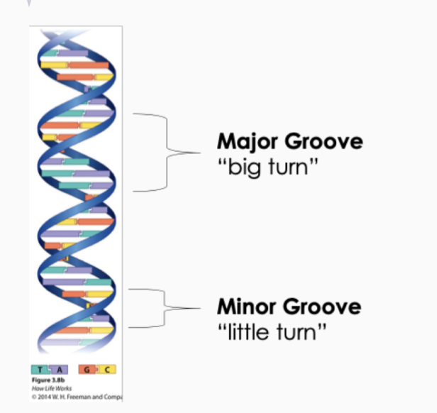 <p>Major Groove “big turn”<br>Minor Groove “little turn”<br><br></p><ul><li><p>Regions where proteins bind to the DNA </p></li><li><p>Different proteins recognize the different sequences of bases (A, T, G, C) i.e. bind to specific regions of the DNA </p></li></ul><p></p>