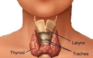 <ul><li><p>Located in the neck just below the larynx. </p></li></ul><p></p><ul><li><p>Consists of two lobes that lie on either side of the trachea and are joined by a narrow piece of tissue that lies across the front of the trachea</p></li></ul><p></p>