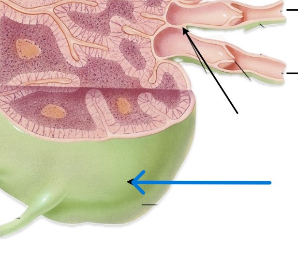 <p>Which part of lymph node:</p><ul><li><p>Outermost layer</p></li></ul><p></p>