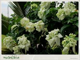 <p>Native to the Philippines and endemic to Luzon; conservation status: not endangered. Most easily identified by its showy enlarged white to pale pink bracts (often mistaken as petals) that surround small true flowers, giving a soft “floral cloud” appearance that makes it a popular ornamental shrub in tropical gardens.</p><p>A large evergreen shrub to small tree typically growing 2–5 meters tall, occasionally up to 6 meters, with a spreading crown about 2–4 meters wide. Stems are woody and multi-branched with a relatively open habit. Branching begins low, forming a bushy structure. Leaves are simple, opposite, elliptic to ovate (10–20 cm long), with smooth margins, prominent pinnate venation, and a soft to slightly rough texture. True flowers are small, tubular, yellow to orange, clustered at the center of large petal-like bracts which are white to pale pink in this variety. Fruits are small berries that turn dark when mature and are dispersed by birds.</p><p>Widely used as an ornamental accent shrub in gardens, parks, resorts, and residential landscapes due to its long flowering period and high visual impact. No significant toxicity reported. In landscape applications, it is best suited for shrub borders, mass planting, and focal accents in tropical gardens; it requires regular pruning to maintain form and encourage bract production, and is not suited for harsh exposed sites or very tight spaces where airflow and growth spread are restricted.</p>