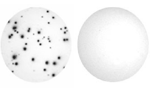 <p>→ detectie van in vitro cytokine-producerende-cellen (levende cellen)</p><ol><li><p>plaat coaten met antilichaam tegen bepaald cytokine</p></li><li><p>levende cellen op plaat zetten en stimuleren</p></li><li><p>cellen die het cytokine produceren → cytokine wordt direct opgevangen door het antilichaam op plaat</p></li><li><p>detectie-antilichaam (met label) bindt aan het opgevangen cytokine</p></li><li><p>elke cel die het cytokine produceerde vormt een spot op de plaat (elke spot = een cel)</p></li></ol><p></p>