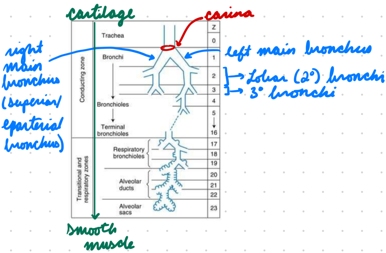 <p>Main bronchi → Lobar (secondary) bronchi → Tertiary bronchi → Divide until terminal bronchioles → Respiratory bronchioles</p><p>Cartilage to smooth muscles moving down </p>