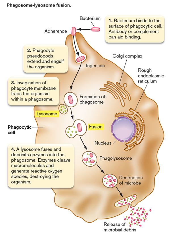 <p>Innate Immunity (second line of defense)</p><ul><li><p>phagocyte (macrophage) engulfs microbe</p><ul><li><p>invader is recognized because it does not have self-antigen (CD47)</p></li><li><p>some pathogens can avoid because of capsule</p></li><li><p>antibodies can increase phagocytosis (opsonization)</p></li></ul></li><li><p>microbe is killed/digested in phagolysozome</p><ul><li><p>multiple pathways used</p></li><li><p>some pathogens resistant to digestion</p></li></ul></li><li><p>peptides from invader may be displayed on phagocyte surface (antigen presentation)</p></li><li><p>peptide release can stimulate/attract other leukocytes</p></li><li><p>macrophages also release (and are activated by) cytokines</p></li></ul><p></p>