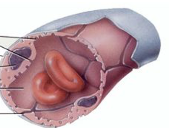 <p>Continuous capillaries</p>