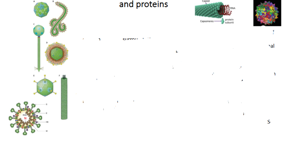 <p>- Virions are made up of nucleic acids protected by capsomeres. The protien coat of capsomeres that surrounds the nucleic acids is called a capsid</p><p>- Virions can be separated into two classes based on whether they have an external layer consisting of a proteinaceous lipid bilayer. Enveloped virions (D) actually have a lipid bilayer, whereas naked virions (A) do not</p><p>- capsids may be spherical (A, E) or helical (F). Spherical capsids are actually icosahedrons, which approximate the volume of a sphere yet are constructed from repeated subunits. Spherical capsids are somewhat rigid, whereas helical capsids can be rigid or flexible, depending on the virus</p><p>- Some bacteriophages (C) combine icosahedral and helical elements, so that their heads, full of nucleic acids, are icosahedral but their tails are helical assemblages of specialised tail proteins</p><p>- In some viruses, the nucleic acid genome and the capsomeres are so intimately associated that their structure is termed a nucleocapsid. Shown here is the SARS-CoV-2 nucleocapsid (N protein)</p>