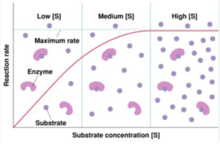 <ul><li><p>As substrate concentration increases so does rate of reaction -low concen= limiting factor: (active sites are empty) -medium: more substrates than enzymes -high: limiting factor = enzyme concentration(active sites are full)</p></li></ul><p></p>