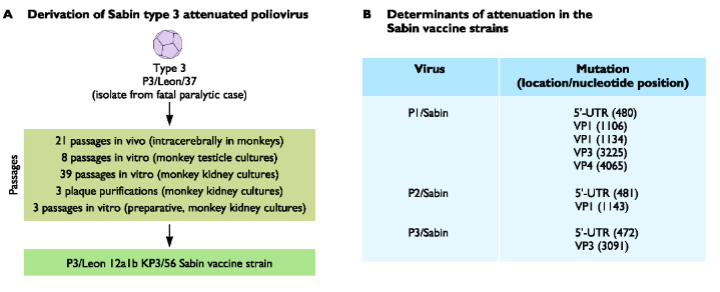 <p>Human viruses may be ATTENUATED by passage in NON-HUMAN cell lines</p><ol><li><p>Pathogenic Virus = isolated from a patient + grown in human cultured cells</p></li><li><p>Cultured virus then used to infect a <strong><em><u>MONKEY</u></em></strong></p><ol><li><p>21 passage intracerebrally in monkey</p></li><li><p>8 passes in testicle</p></li><li><p>39 in kidney</p></li><li><p>Plaque purification from monkey kidney cultures</p></li></ol></li><li><p><strong><em><u>Virus accumulated many mutations that allowed it to grow well in monkey cell</u></em></strong></p></li><li><p><strong><em><u>Virus no longer grows well in human cells = candidate for a vaccine</u></em></strong></p></li></ol><p></p><p>NOTE: High number of mutations = attenuates virus</p><ul><li><p>grown in monkey cells = adapted to monkeys = decrease effectiveness of infections in humans</p></li><li><p>eg. can no longer assemble in humans</p></li></ul><p></p>