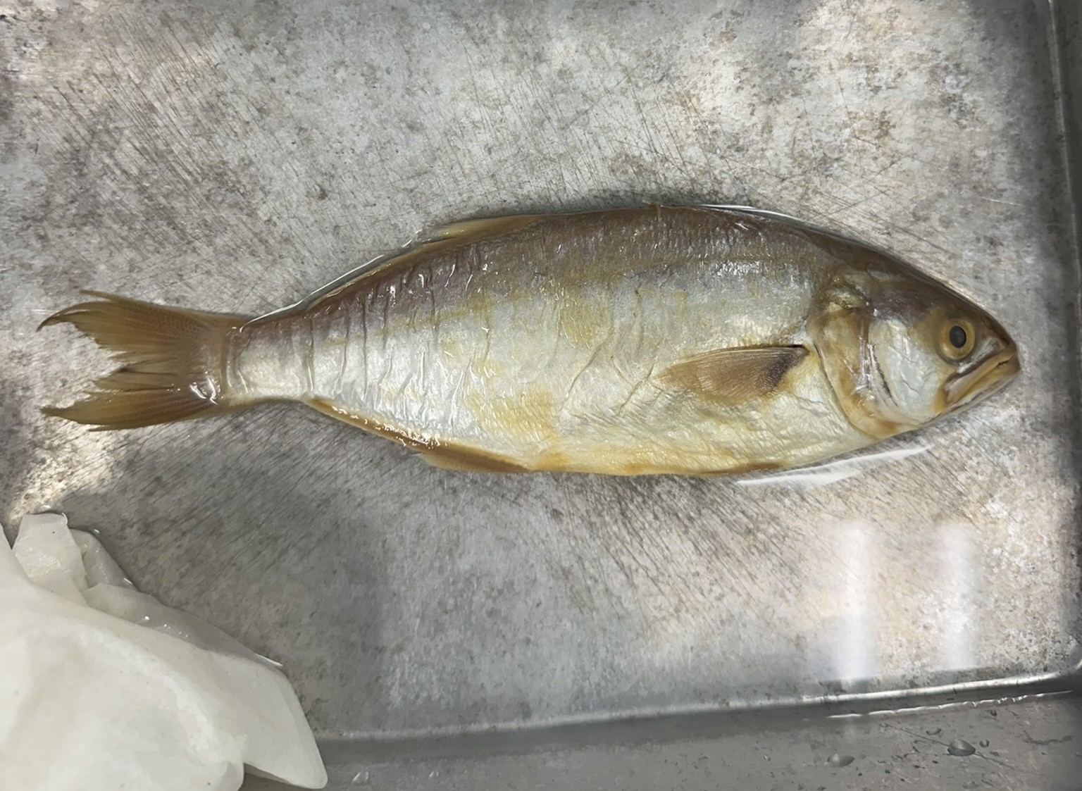 <p>Family Pomatomidae (bluefishes) - <em>Pomatomus saltatrix</em></p>