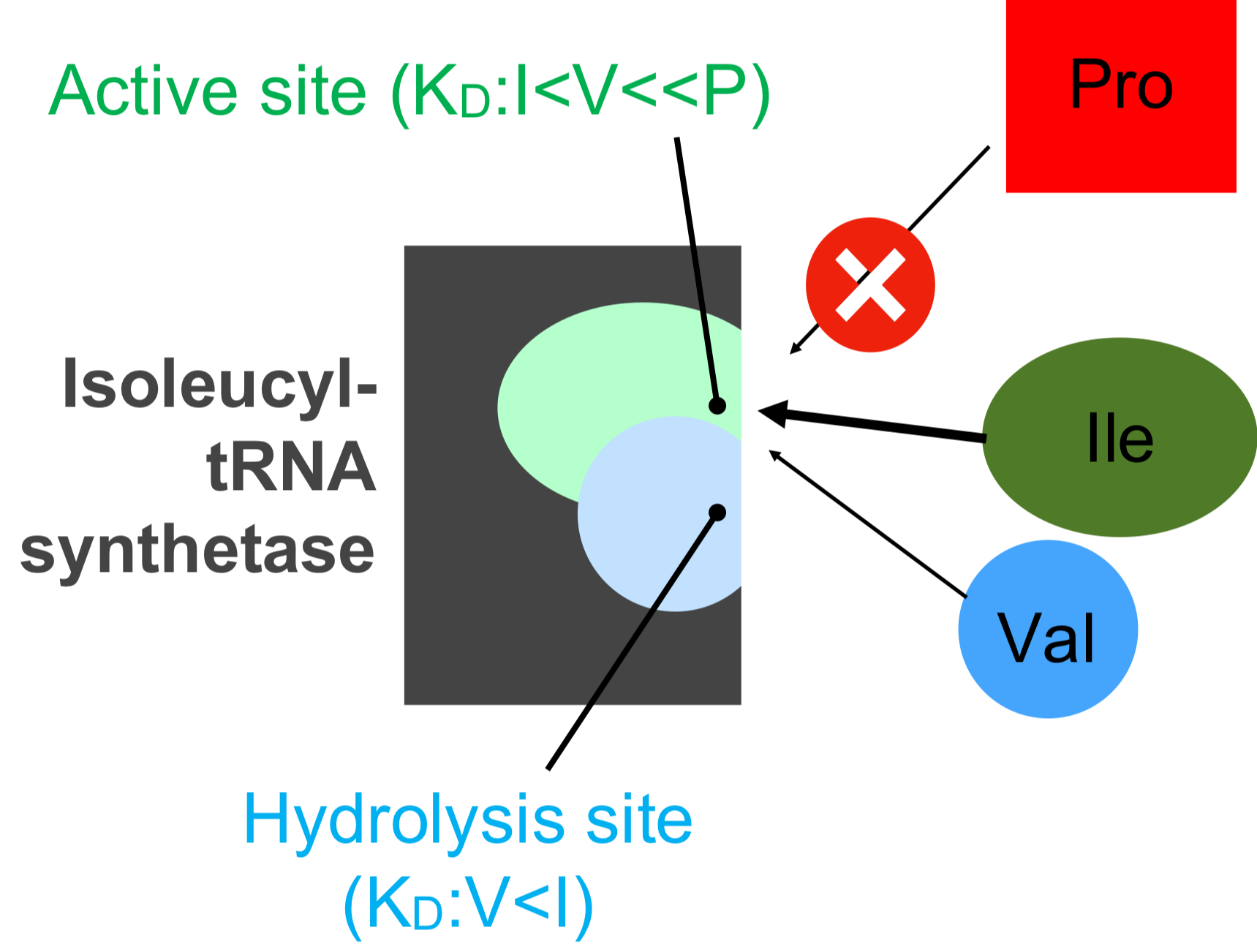 <ul><li><p>isoleucyl-tRNA synthetase possess two distinct activities</p></li><li><p>its active site has a high affinity for Ile and a weak affinity for Val, no affinity for Pro</p></li><li><p>the second activity, hydrolysis site exhibits a high affinity Val and low affinity for Ile</p><ul><li><p>consequenctly, if Val is incorrectly activated, it will be rapidly hydrolyzed to prevent errors in tRNA charging</p></li></ul></li></ul><p></p>