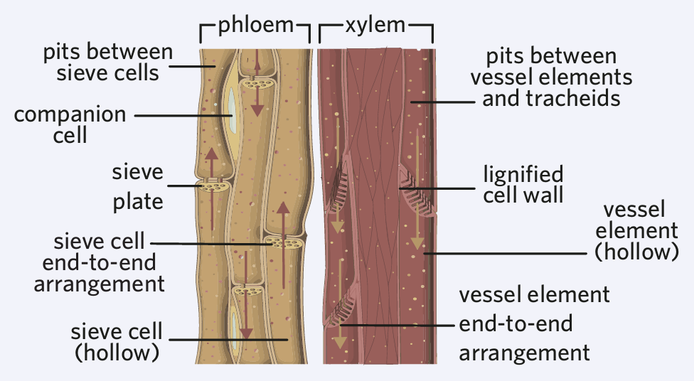 <p>The differences between the vessel elements and tracheids are:</p>