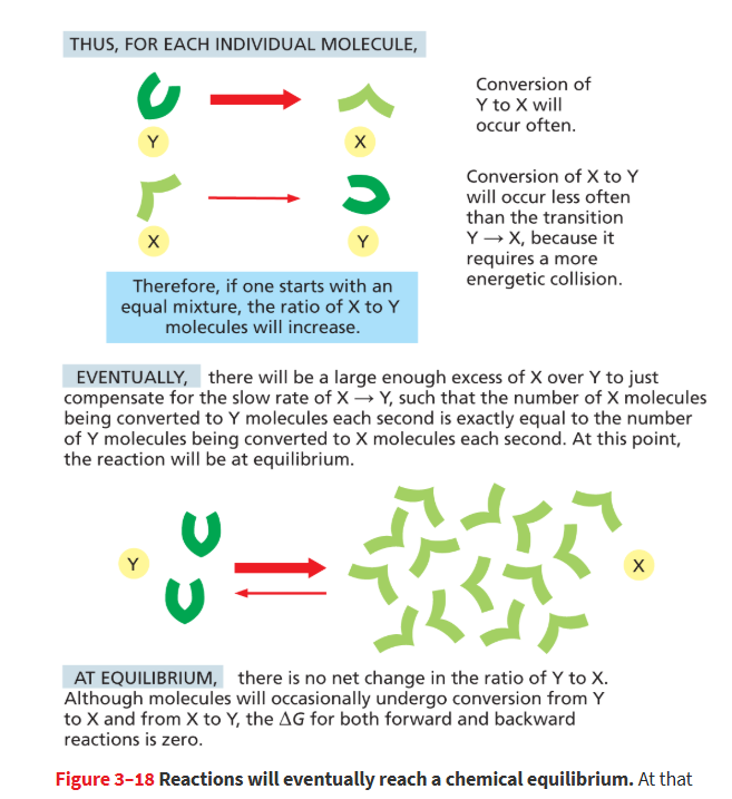 <p>State in which the forward and reverse rates of a chemical reaction are equal so that no net chemical change occurs.</p><ul><li><p>delta G= 0</p></li></ul><p></p>