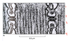 <p>What is labeled 2?</p>