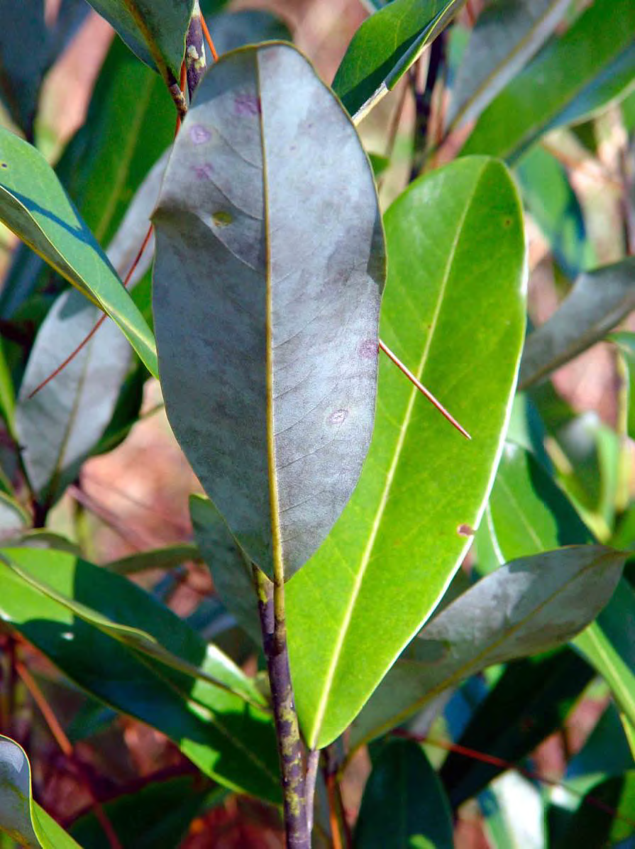 <p>•</p><p>Magnoliaceae</p><p>•</p><p>Usually found in moist areas</p><p>•</p><p>Key Characters:</p><p>•</p><p>Evergreen leaves</p><p>•</p><p>Leaves whitish underneath</p>