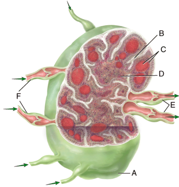<p>In the diagram, which region would include B cells, plasma cells and macrophages?</p><p>a) B</p><p>b) C</p><p>c) D</p><p>d) E</p><p>e) None of these choices</p>