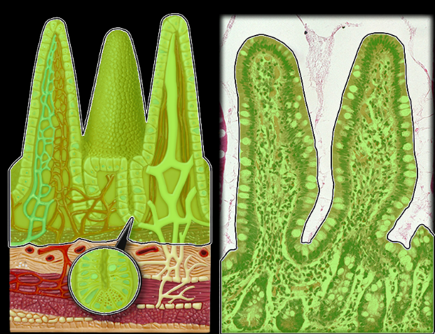 knowt flashcard image