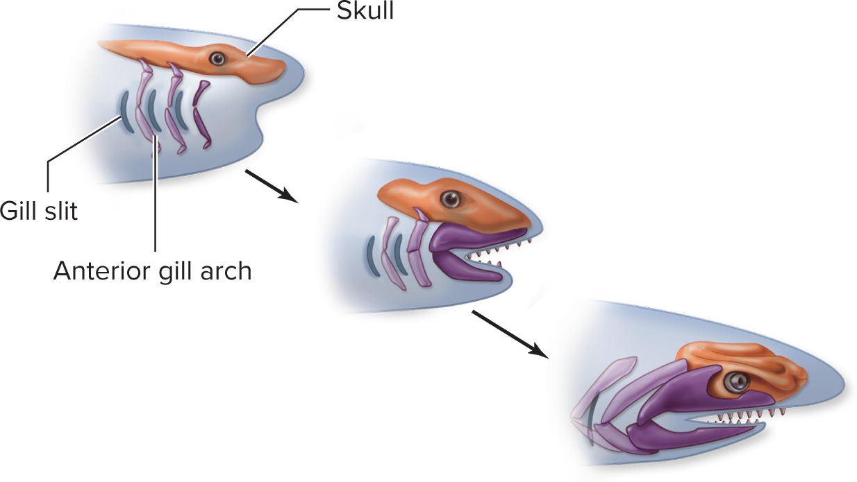 <p>Jaws evolved<strong> from gill arches</strong> — structural supports for the gills. Over time, anterior gill arches became modified and attached to the developing mouth region, eventually forming hinged jaws with teeth. <strong>Teeth themselves evolved from modified scales</strong> (not jaw bones).</p>