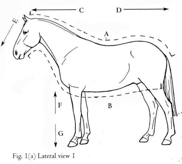 <p>B</p>