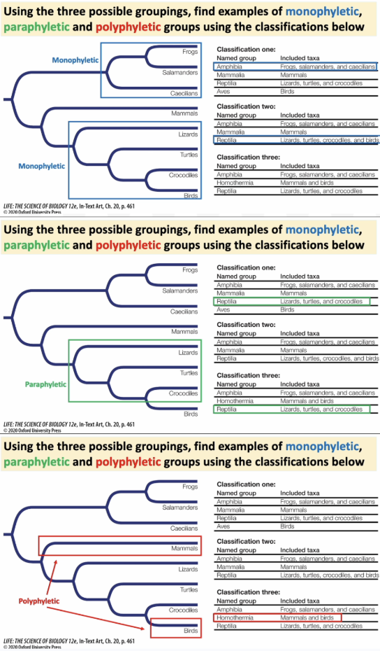 <p>Answer to thy phylogenetic tree that you seek yass queen. </p>