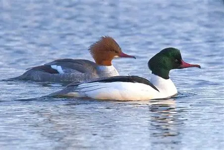 <p>What Bird Species is this?</p>