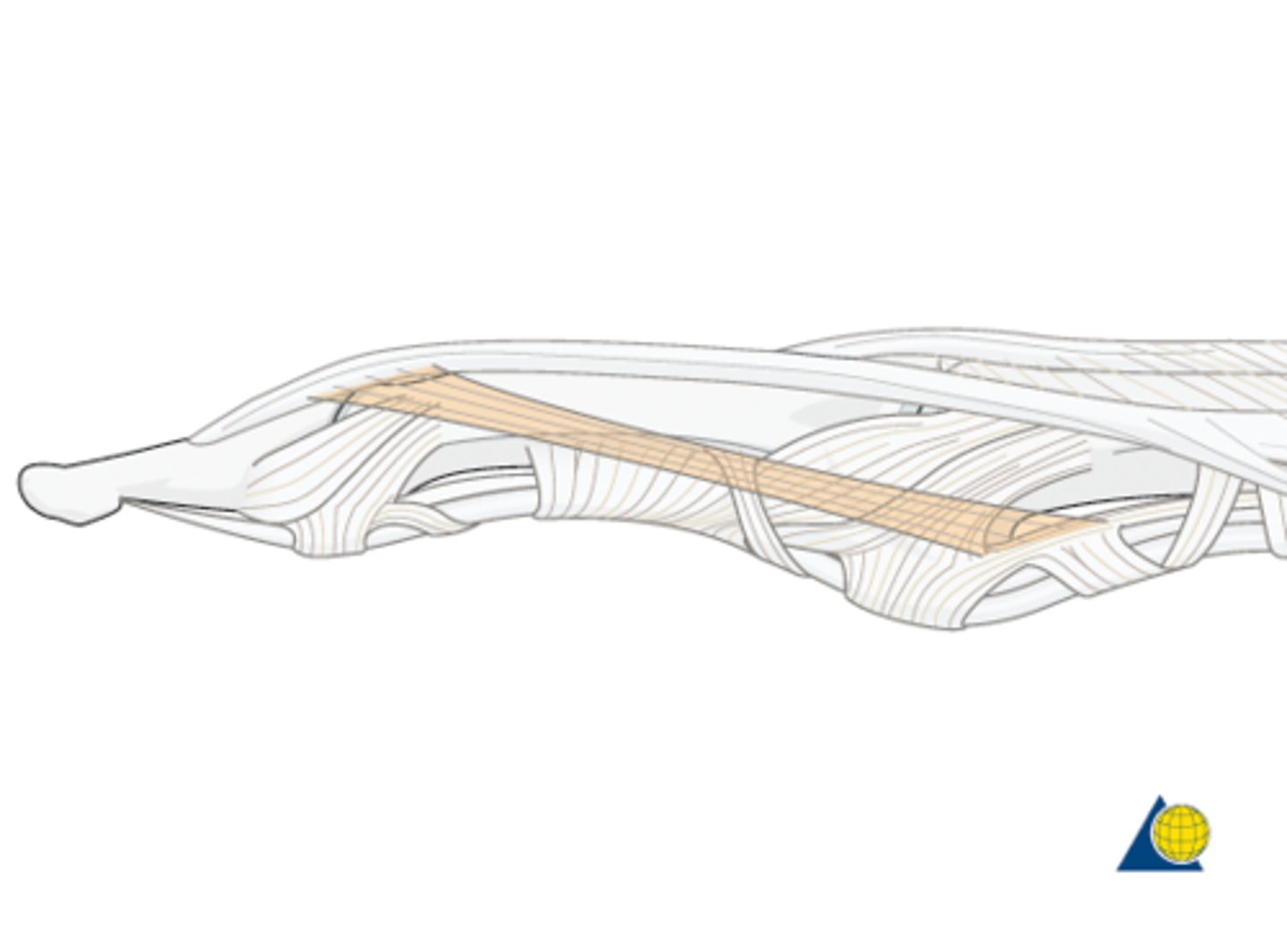 <p>helps keep lateral bands in place</p>