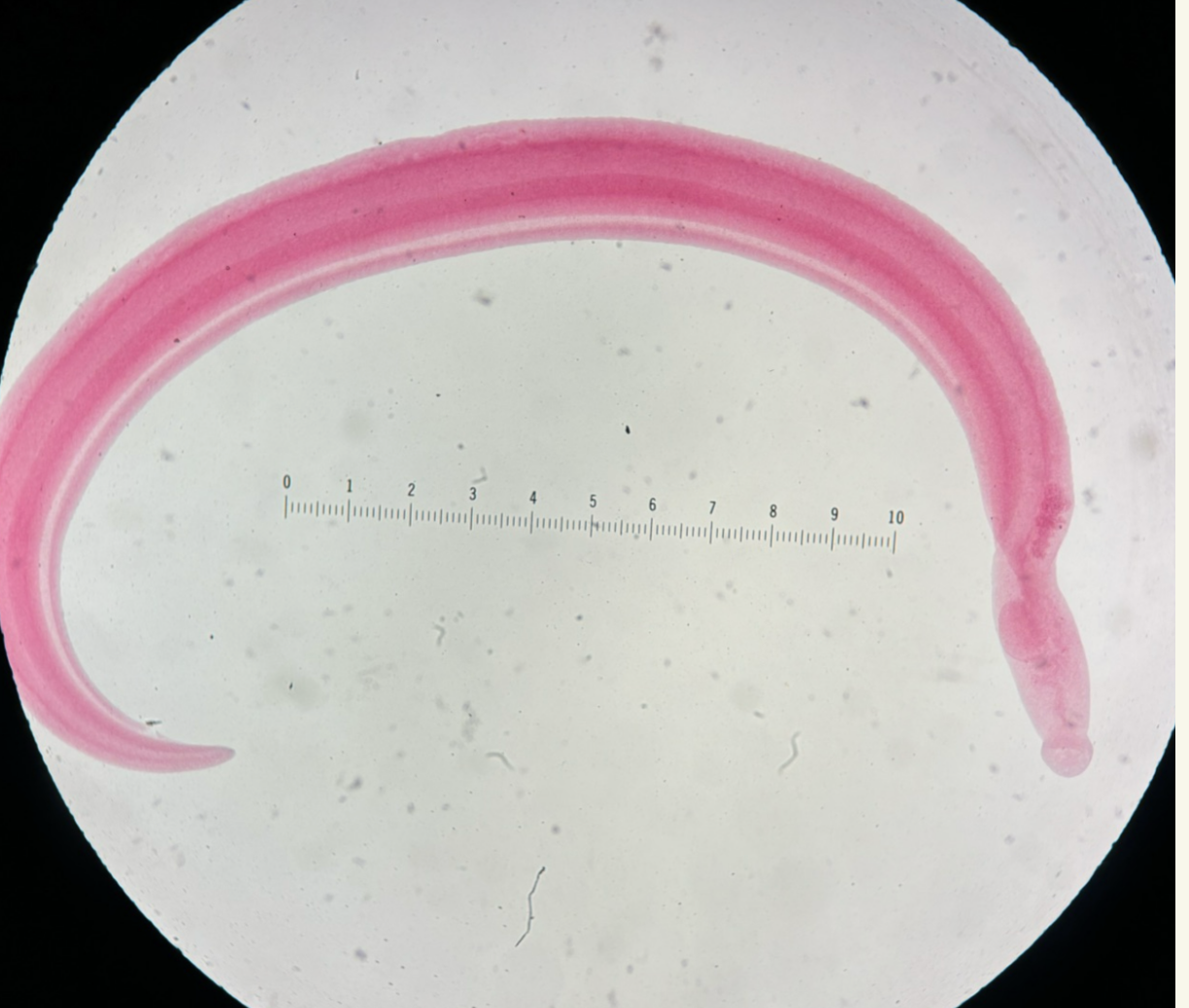 <p>Kingdom?</p><p class="p1">Phylum?</p><p class="p1">Class?</p><p class="p1">Subclass?</p><p class="p1">Order?</p><p class="p1">Family?</p><p class="p1">Species/Stage + Gender?</p>